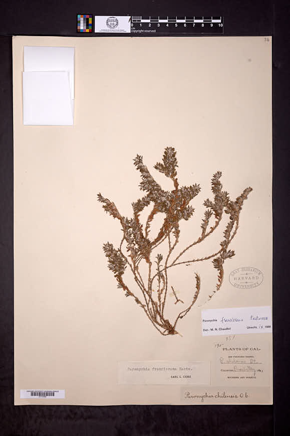 Paronychia franciscana image
