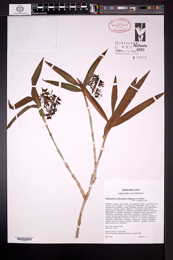 Epidendrum propinquum image