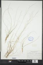 Muhlenbergia uniflora image