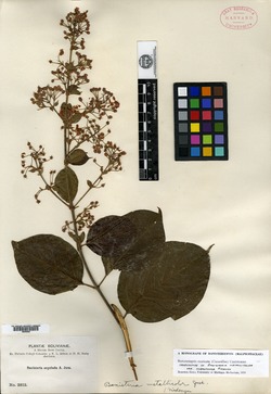 Banisteriopsis inebrians image