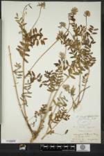 Astragalus robbinsii var. jesupii image