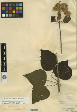 Eupatorium populifolium image