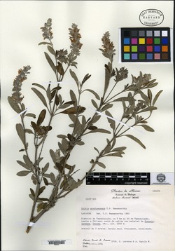 Salvia anastomosans image