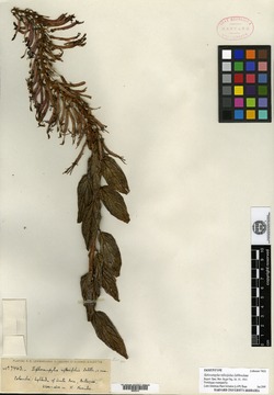 Siphocampylus retrorsus image