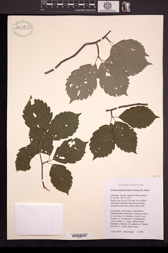 Sorbus alnifolia image