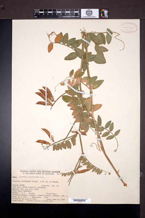 Lathyrus jepsonii subsp. californicus image