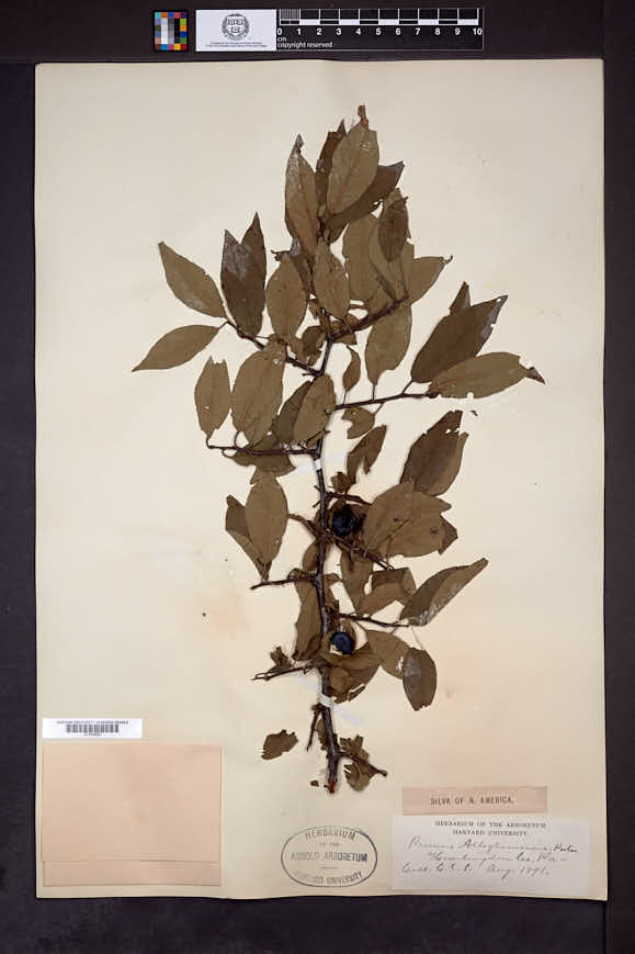 Prunus alleghaniensis image