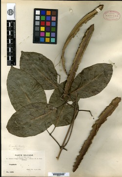Tynanthus schumannianus image