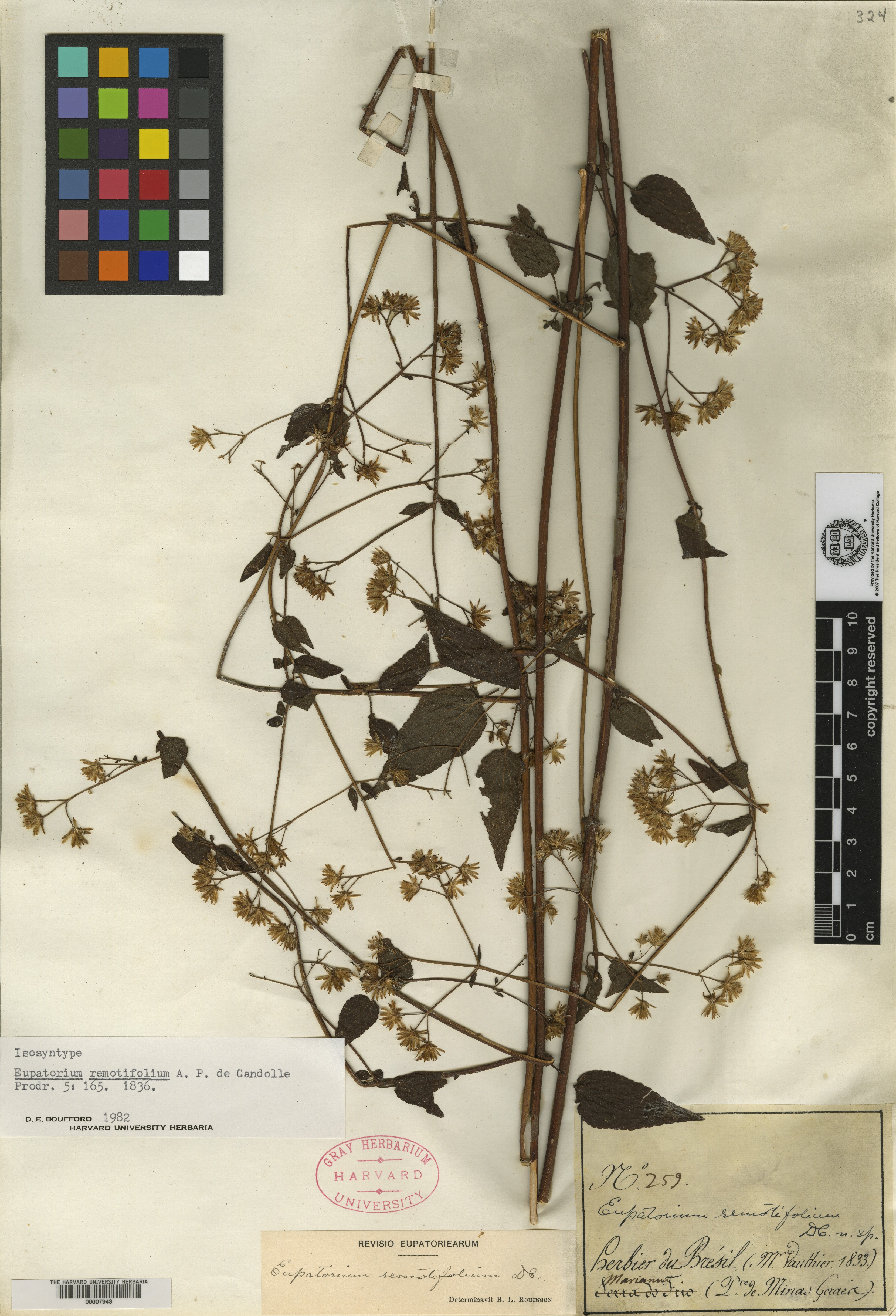 Fleischmannia remotifolia image