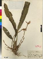 Maxillaria cuzcoensis image