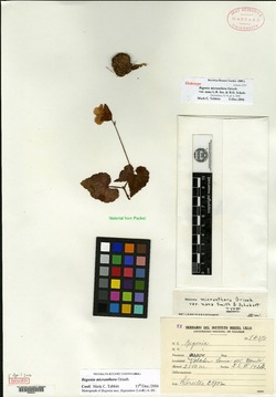 Begonia micranthera image