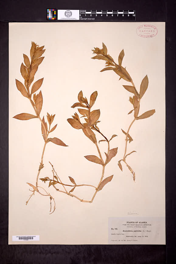 Honckenya peploides subsp. major image