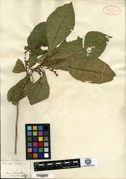 Allophylus heterophyllus image
