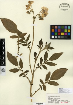 Solanum amayanum image