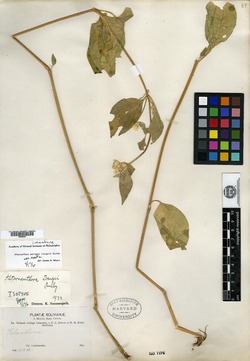Alternanthera paniculata image