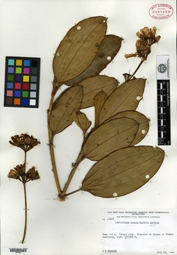 Anaectocalyx latifolia image