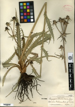 Eryngium deppeanum image