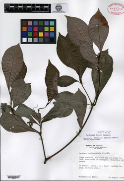 Psychotria fosteri image