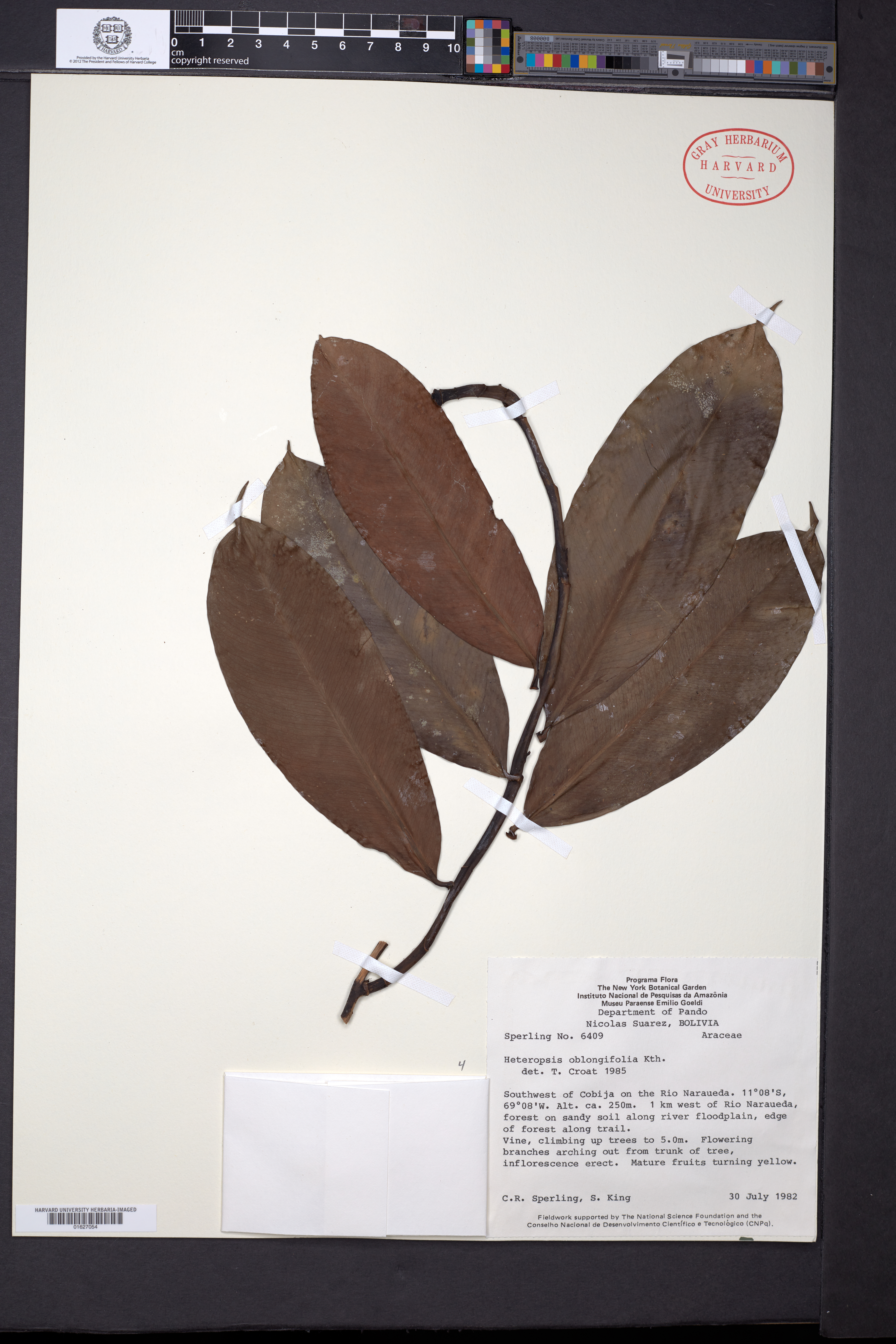 Heteropsis oblongifolia image