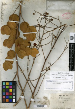 Chamaecrista cytisoides image