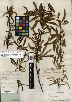 Salix nigra var. marginata image