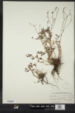 Crocanthemum dumosum image