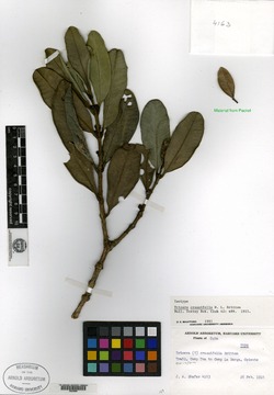Buxus crassifolia image