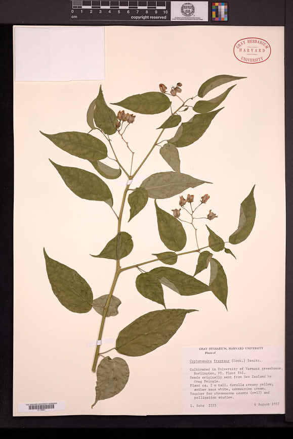 Solanum diploconos image
