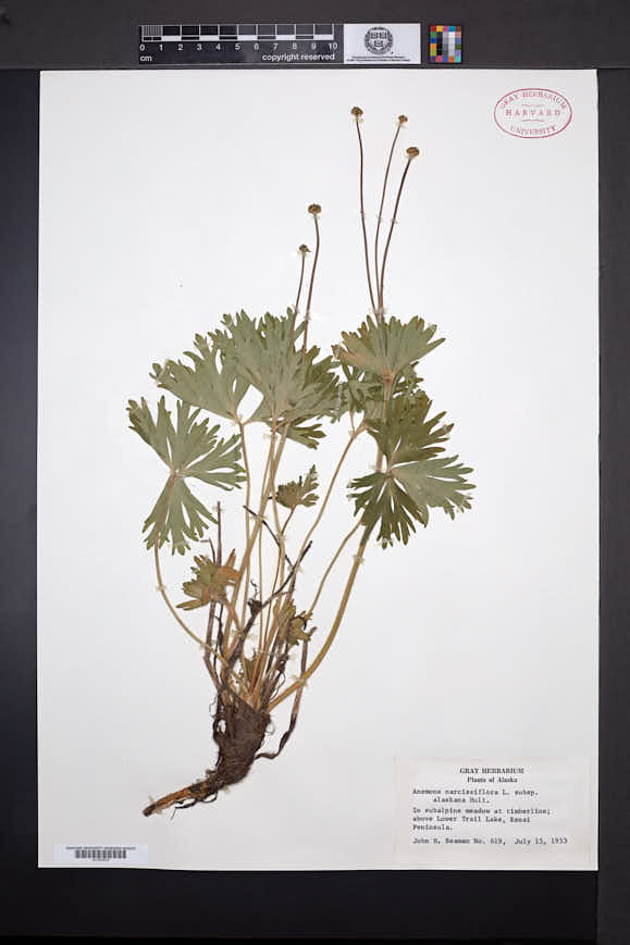Anemone narcissiflora subsp. alaskana image