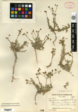 Spergularia congestifolia image