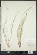 Carex novae-angliae image