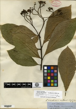 Solanum dibrachiatum image