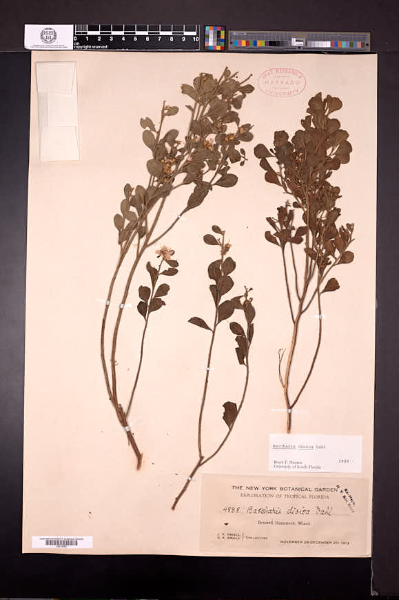 Baccharis dioica image