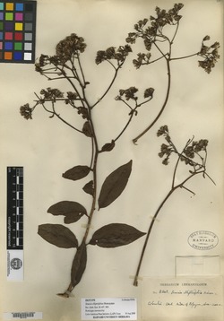 Pentacalia ellipticifolia image