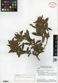 Erythrina atitlanensis image