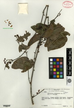 Phyllanthus chacoensis image