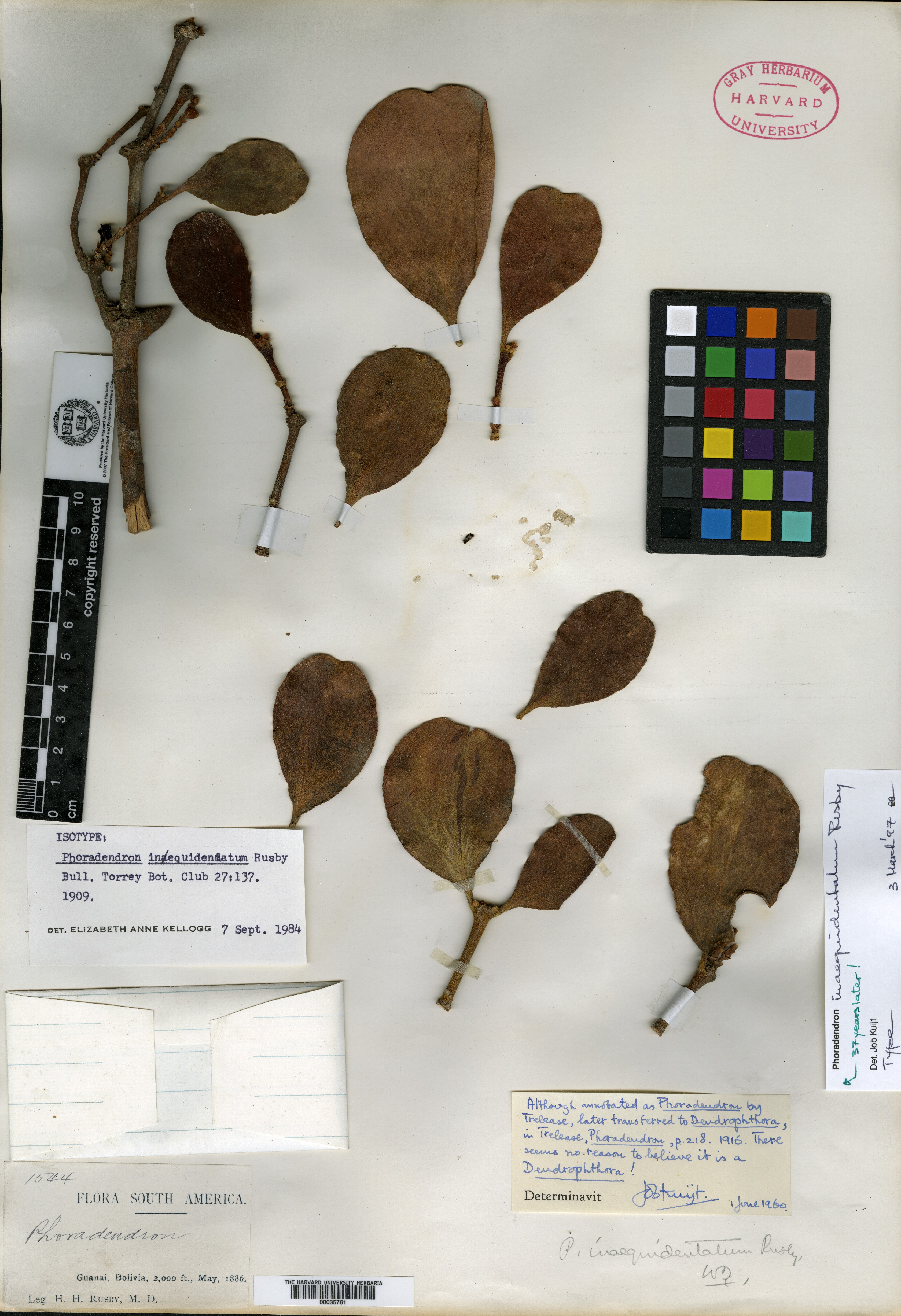 Phoradendron napoense image