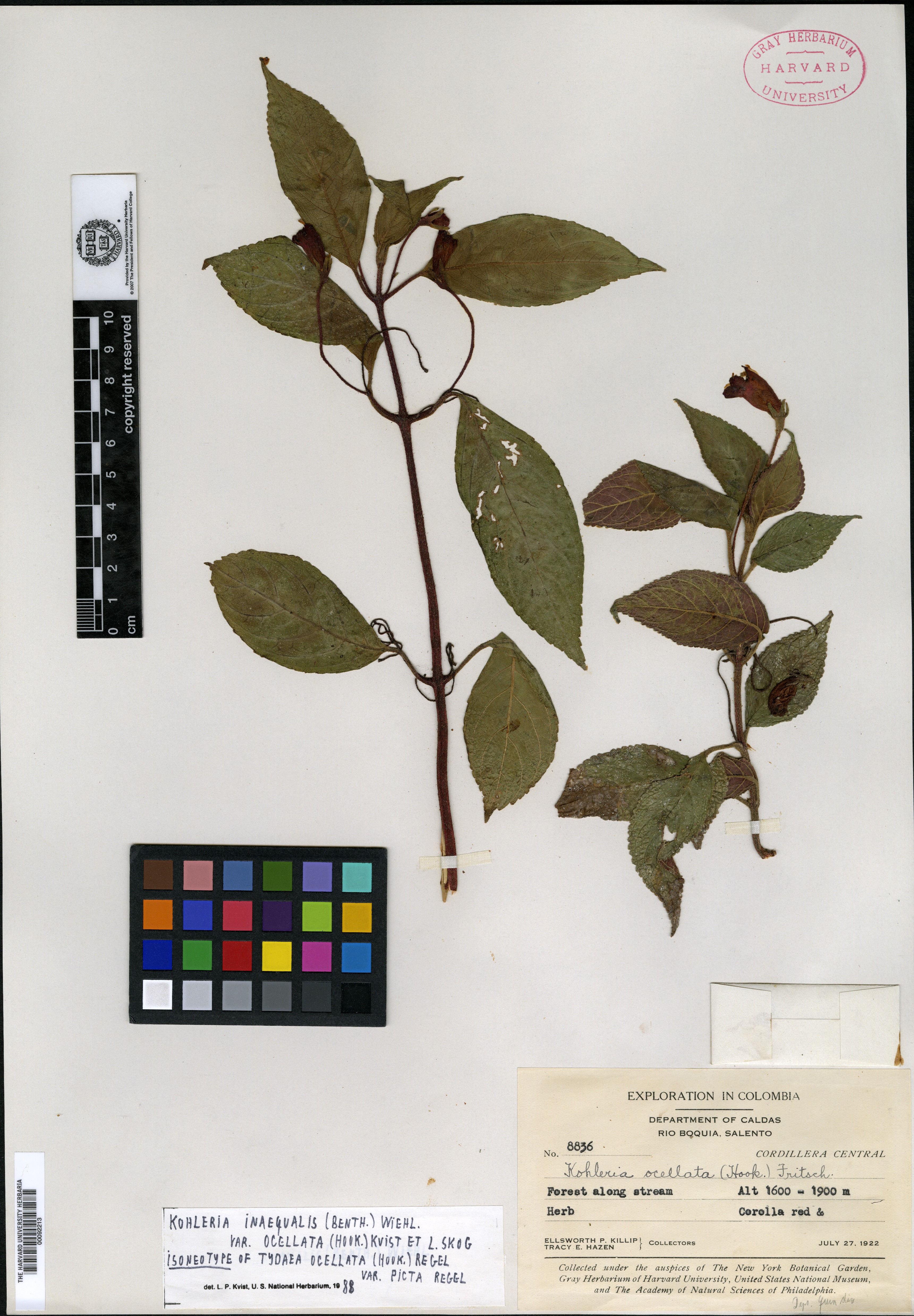 Gigaspermaceae image