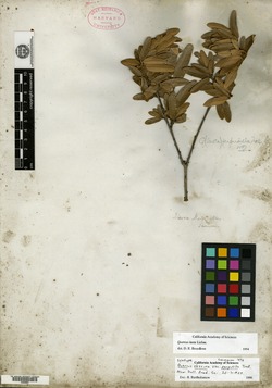 Quercus laeta image