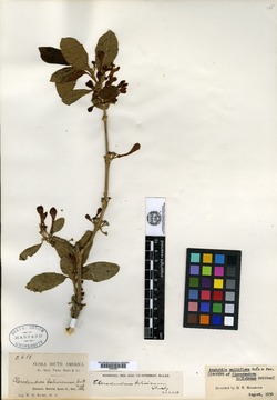 Clerodendrum bolivianum image