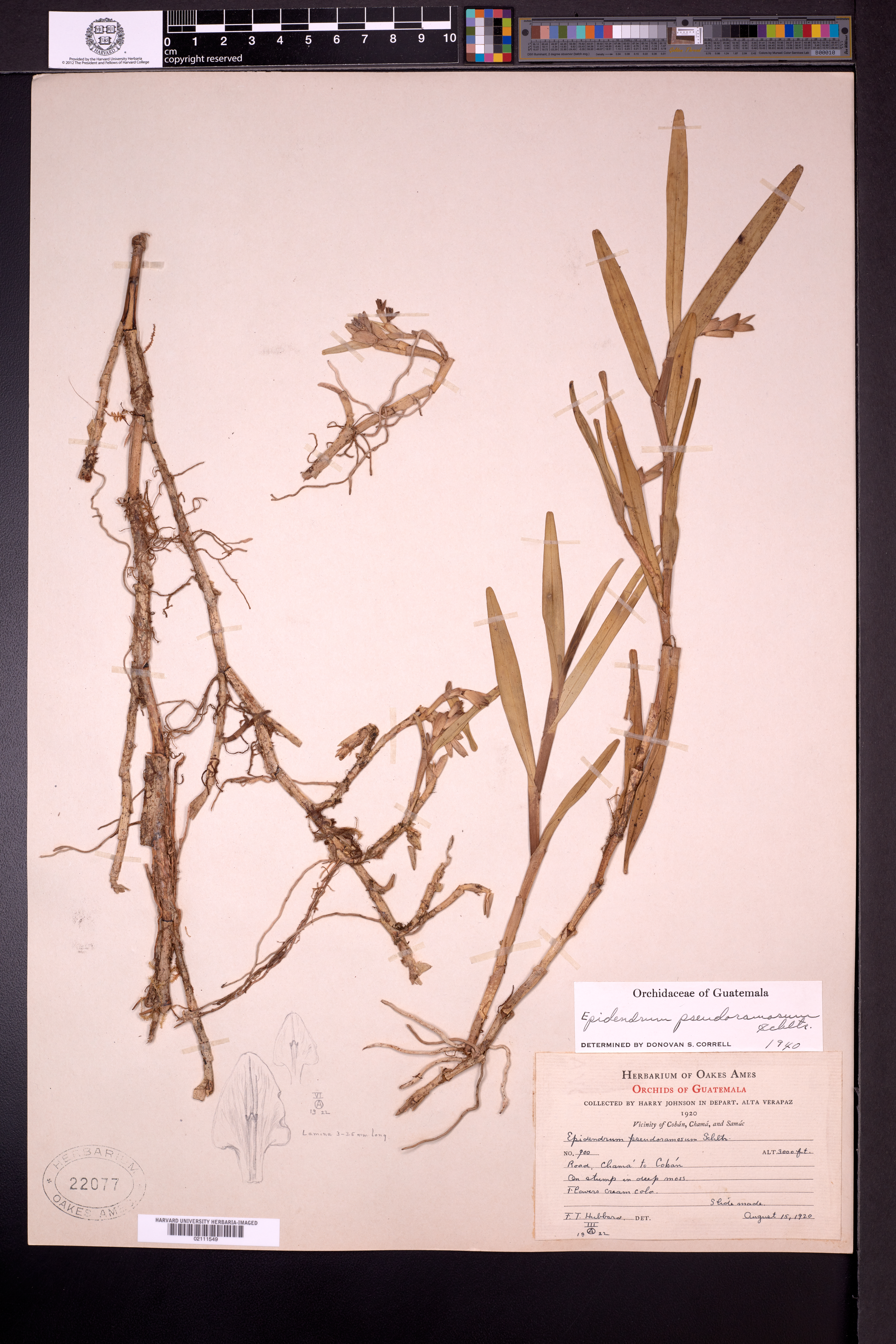 Epidendrum pseudoramosum image