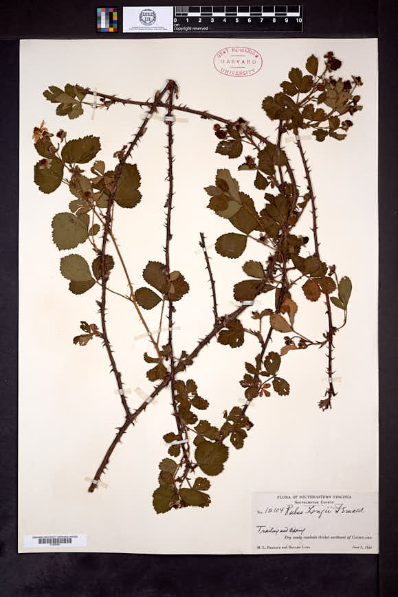 Rubus longii image
