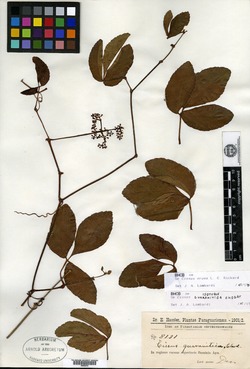 Cissus erosa subsp. erosa image
