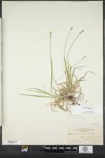 Carex communis var. communis image