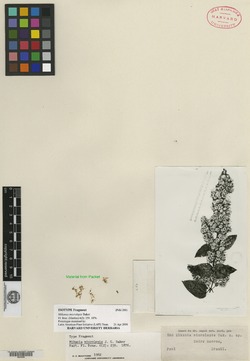 Mikania microlepis image