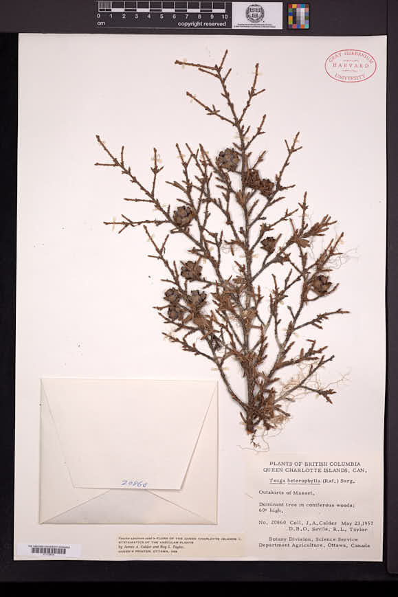 Tsuga heterophylla image