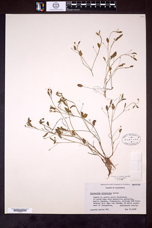Ranunculus alveolatus image