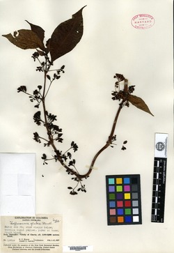 Hoffmannia longepetiolata image
