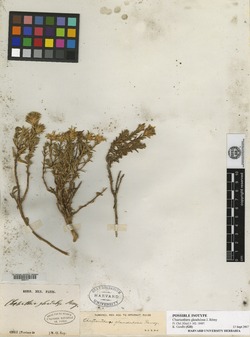 Chaetanthera glandulosa image
