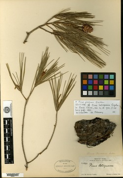 Pinus pinceana image